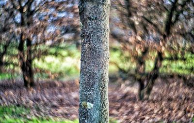 Close-up of tree trunk