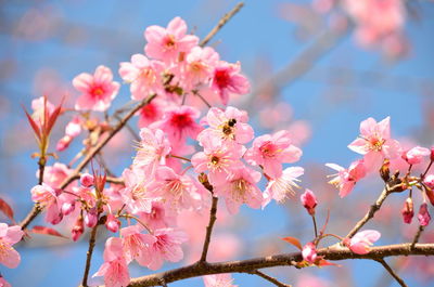 Close-up of pink cherry blossom