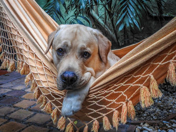 Portrait of a ladrador in a hammock 