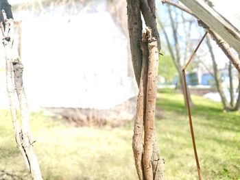 Close-up of swing hanging on tree trunk