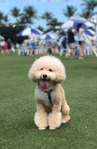View of dog on field