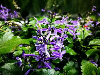 Close-up of purple flowers