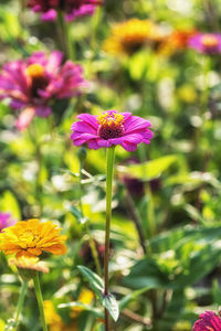 Close-up of pink flowering plant on field