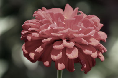 Close-up of pink dahlia