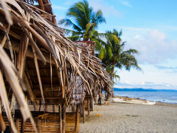 Palm trees on beach