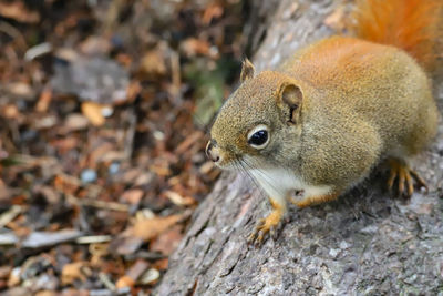 High angle view of squirrel on field