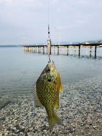 View of fish on fishing net in sea