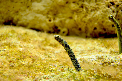 Close-up of fish swimming in sea