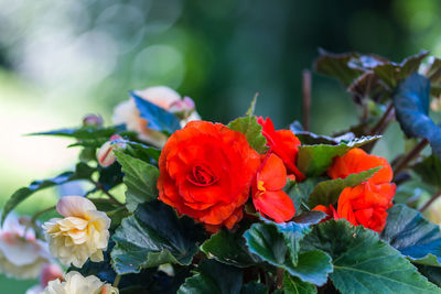 Close-up of red roses blooming outdoors