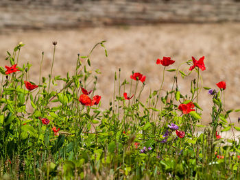 Red poppy flowers on field