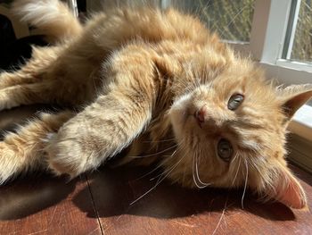 Close-up of cat resting at home