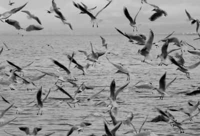 Flock of birds flying over lake