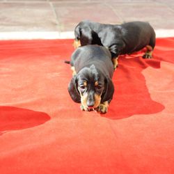 Dogs sitting on carpet