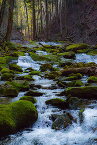 Scenic view of forest