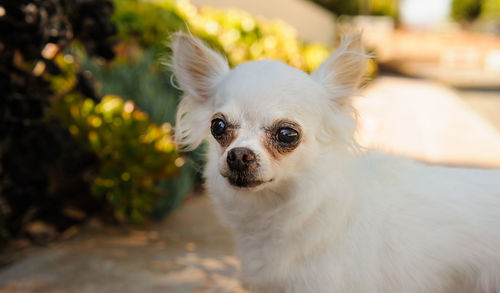 Close-up portrait of white dog