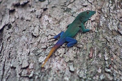 Close-up of lizard