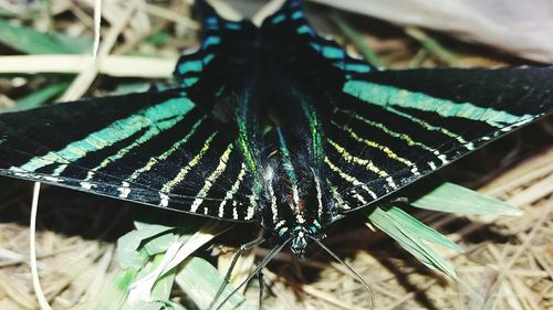 Close-up of insect