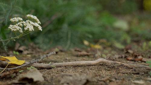 Close-up of flowering plant on land