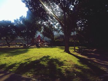 Trees in park