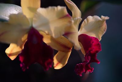 Close-up of rose plant against black background