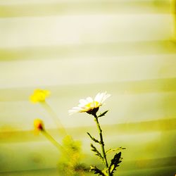 Close-up of fresh yellow flowers blooming outdoors