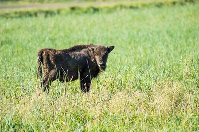 Small child of a bison