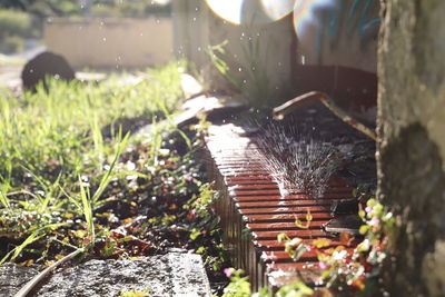 Close-up of plants growing on field