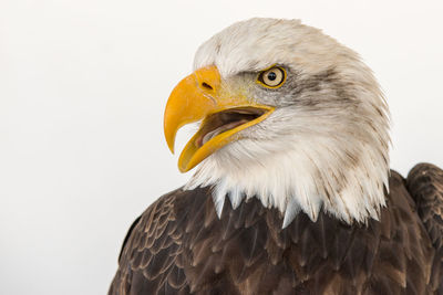 Close-up of eagle against white background