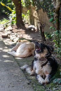 Close-up of dog