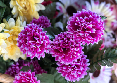 Close-up of purple flowers blooming outdoors