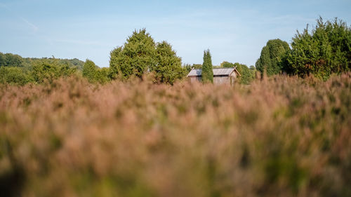 Trees on field against sky