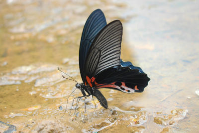 Close-up of butterfly on the ground