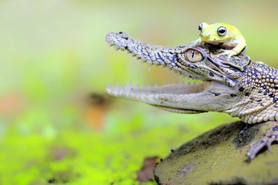 Close-up of lizard