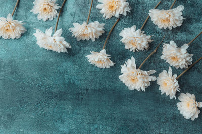 High angle view of white flowering plants