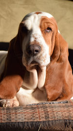 Close-up portrait of dog relaxing at home