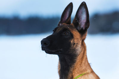 Close-up of dog looking away