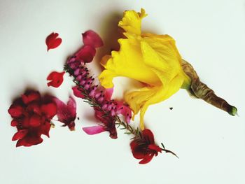 Close-up of yellow flowers