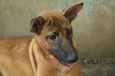 Close-up of dog looking away