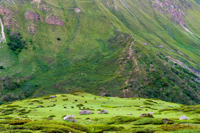 Scenic view of green landscape