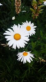 Close-up of white flowers blooming outdoors