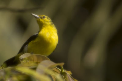 Close-up of bird perching on yellow leaf