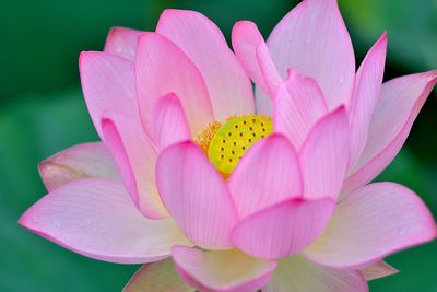 Close-up of pink lotus water lily