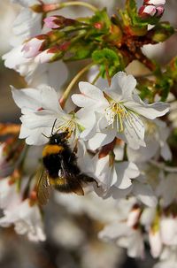 Close-up of bee on white flower