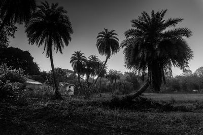 Trees on grassy field