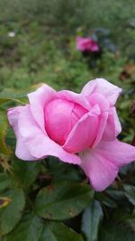 Close-up of pink rose blooming outdoors