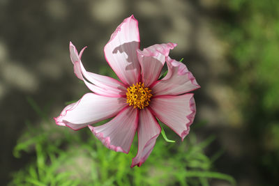 Close-up of pink flower