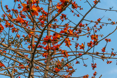 Low angle view of orange tree against sky