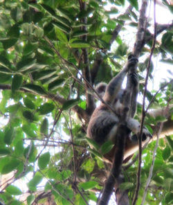 Low angle view of a squirrel on tree