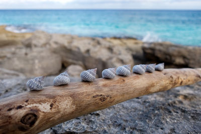 Close-up of lizard on beach