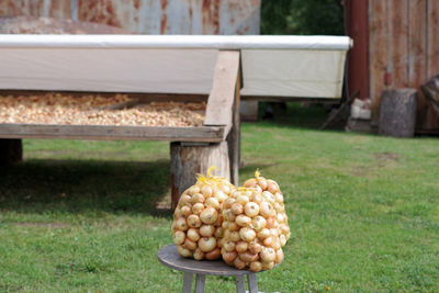 View of pumpkins on field